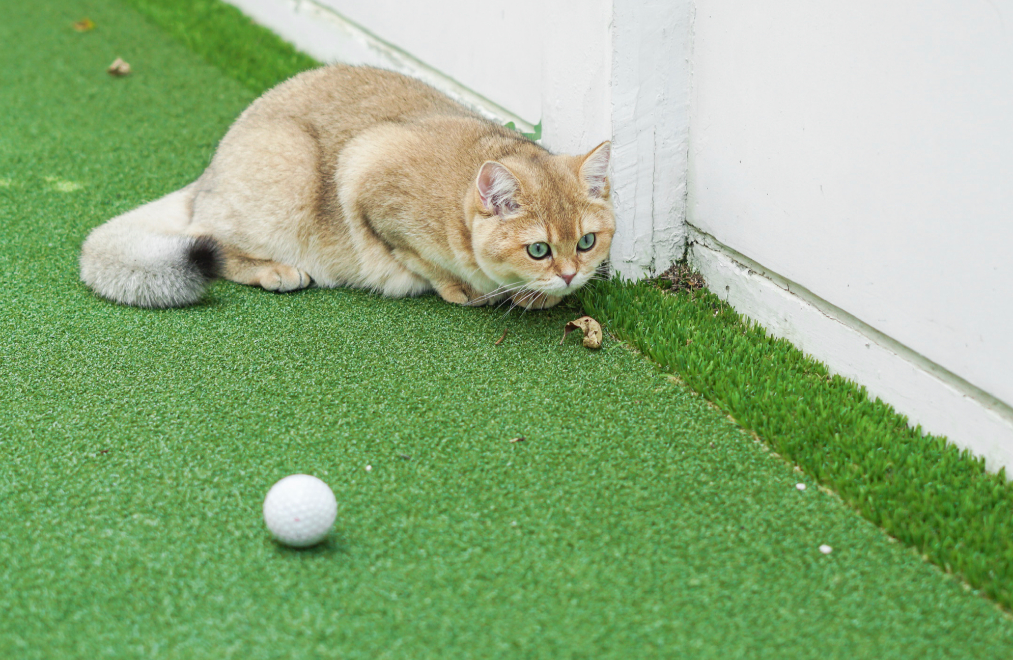 ゴルフは続くよどこまでも #20「猫とゴルフ」