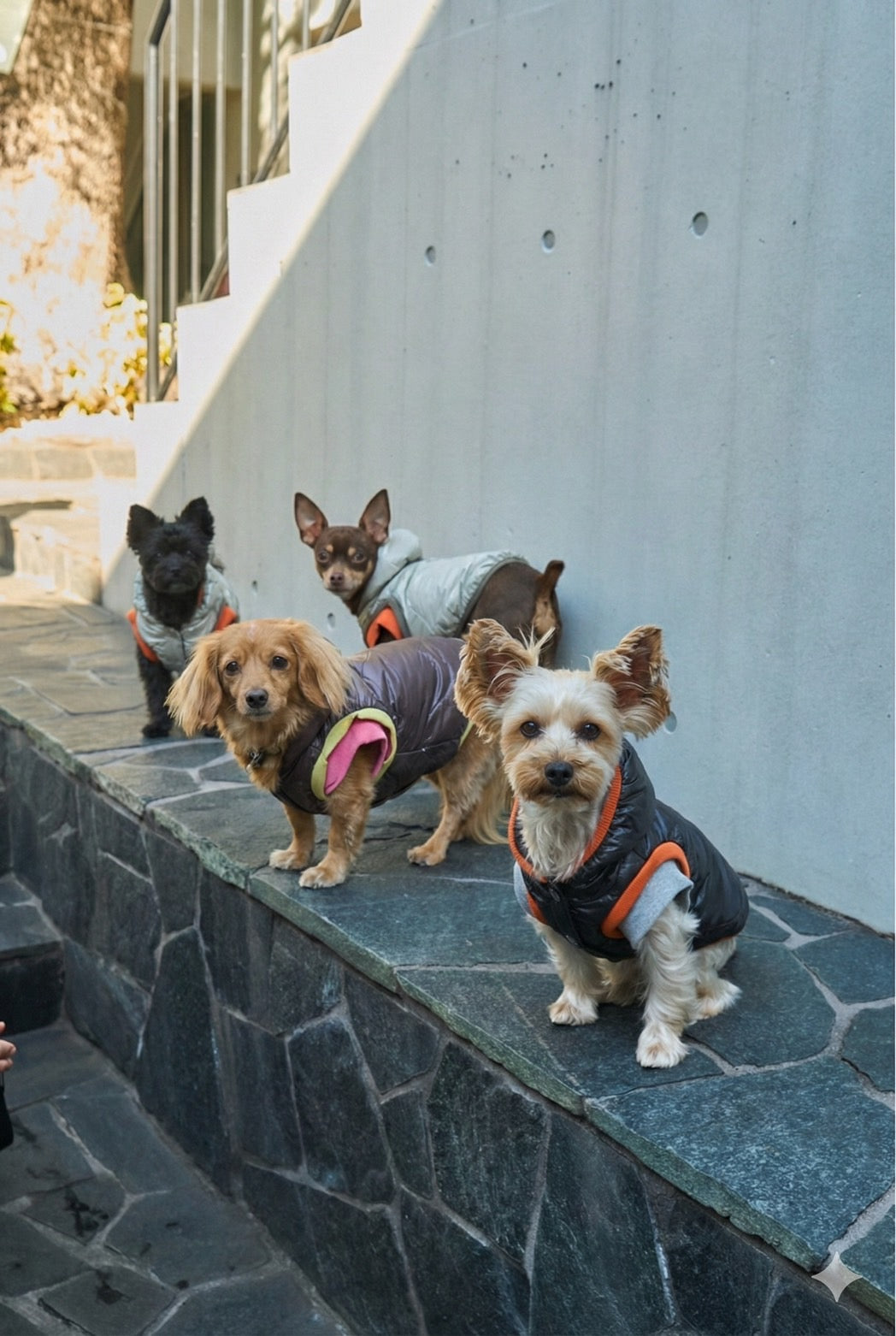 【NEW】キルティングシェルドッグパーカー