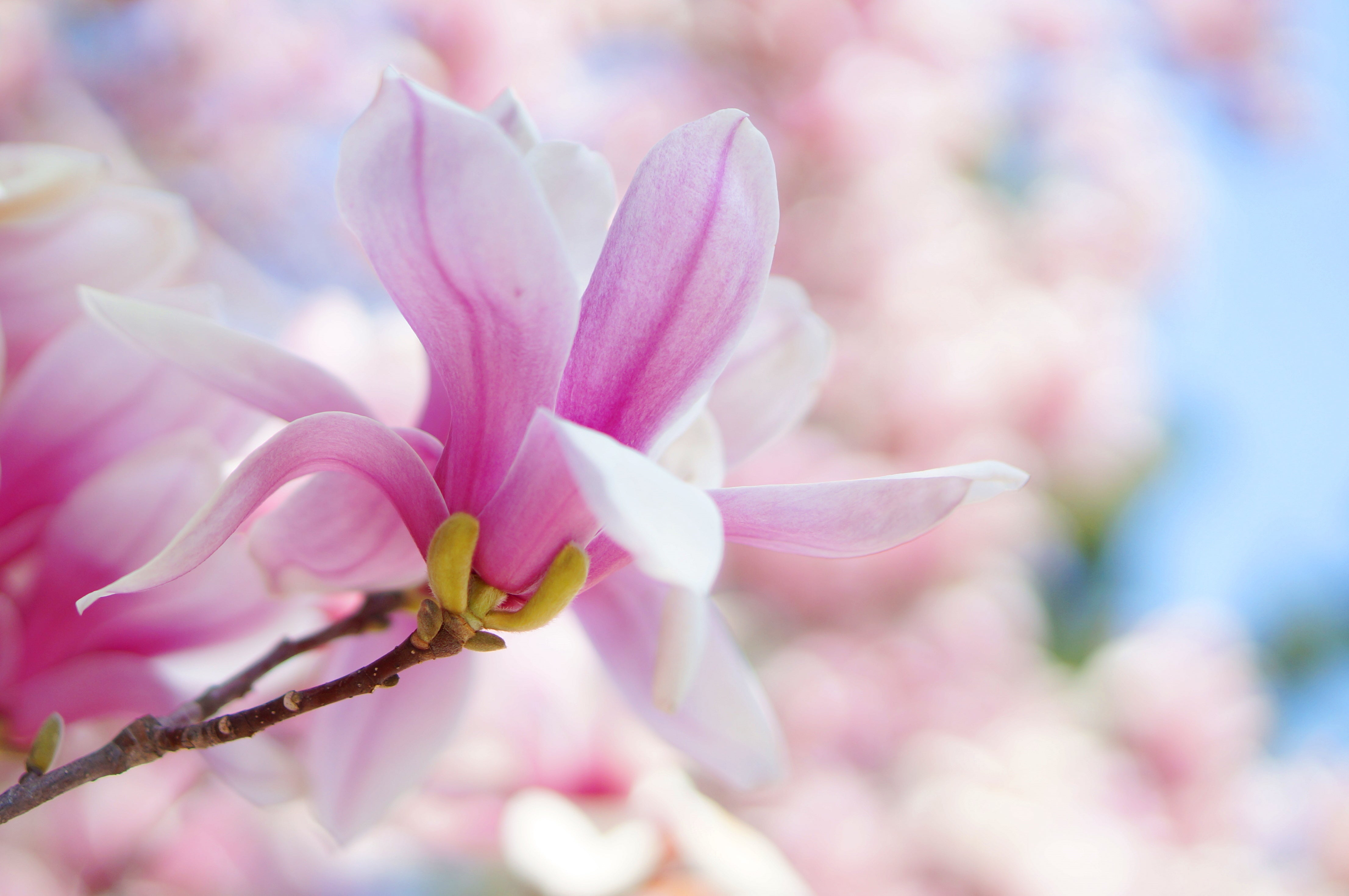 ゴルフは続くよどこまでも #23「モクレンの花」